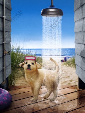 狗洗澡图片