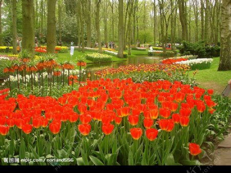 荷兰库肯霍夫公园的郁金香图片