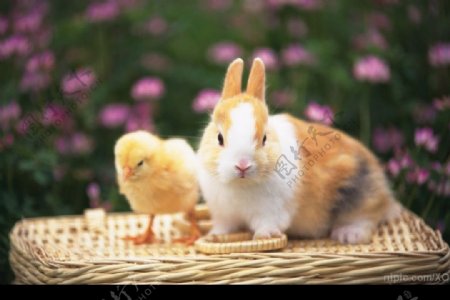 兔子与小鸡图片