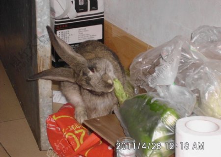 兔子吃窝笋图片