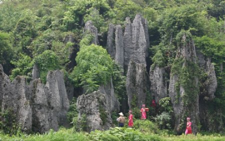 杉湾石林图片