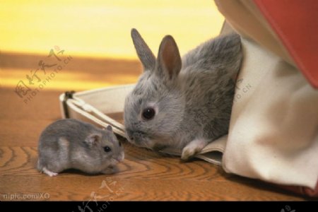 大兔子与小兔子图片