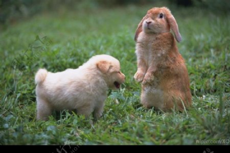 站立的兔子和小狗图片