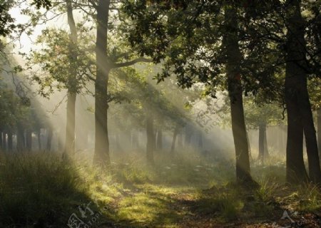 阳光照射下的德国森林图片