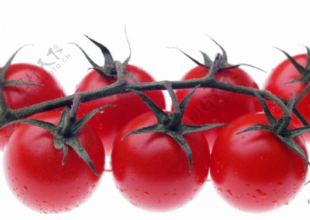 新鲜的蕃茄西红杮图片