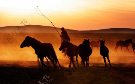 戈壁大漠中的牧马人图片