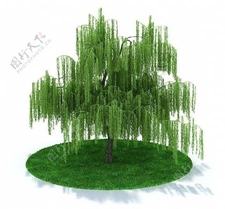 3D精美绿色树木模型图片
