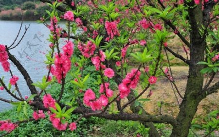北海道札幌山岗公园的春色图片