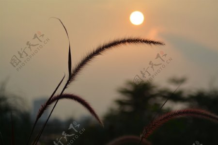 田园夕阳图片