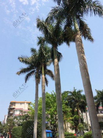 大王椰子假槟榔树图片