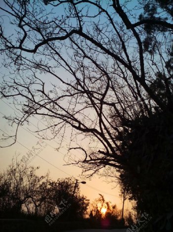落日与老树图片