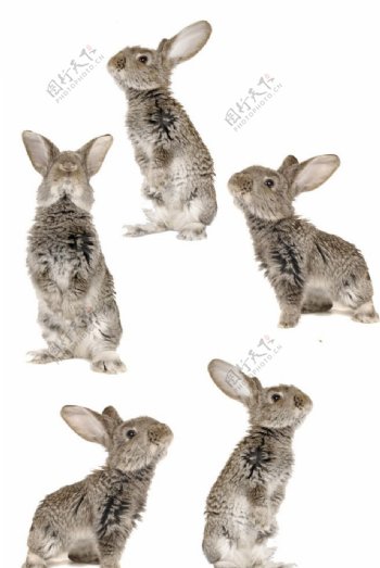 兔子分层素材图片