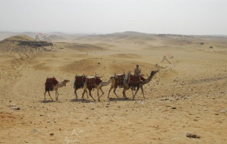 埃及沙漠骑骆驼的人图片