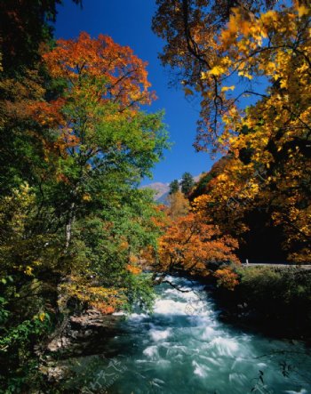 蓝天下秋天中的小溪图片