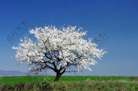 白色樱花树图片