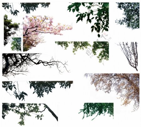 建筑效果图配景树图片