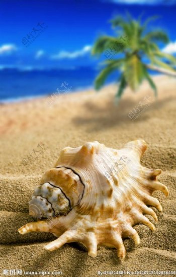 海边海螺图片