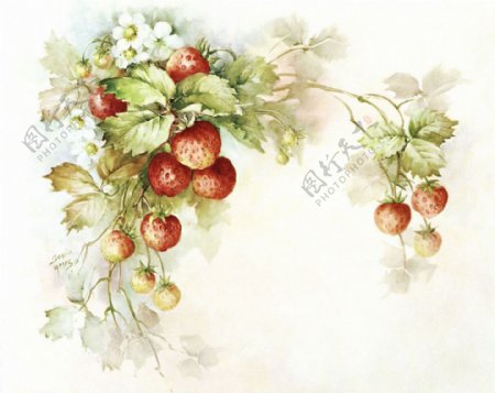 草莓绘画图片