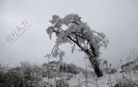 雪山一棵树图片