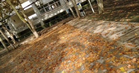 秋末落叶图片