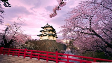 日本建筑樱花粉色图片