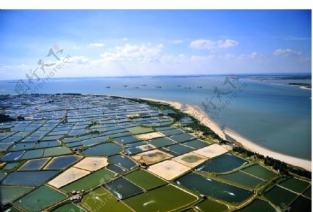 东海岛对虾养殖基地鸟图片