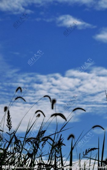 狗尾巴草的天空图片