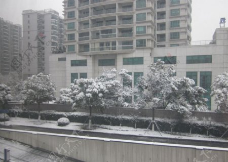 雪后的上海图片