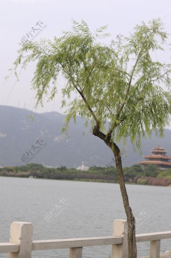 湖边柳树图片