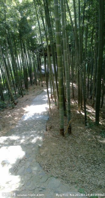 竹中路径图片