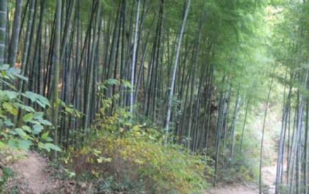 山间竹林风景图片