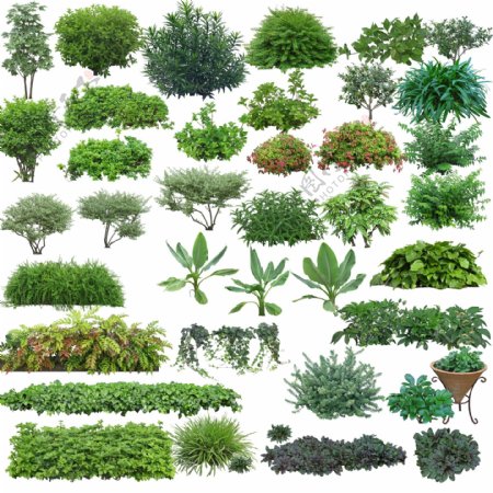 园林植物图片