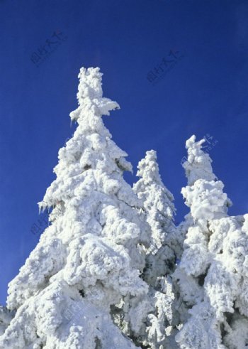 冬季树上雪景图片