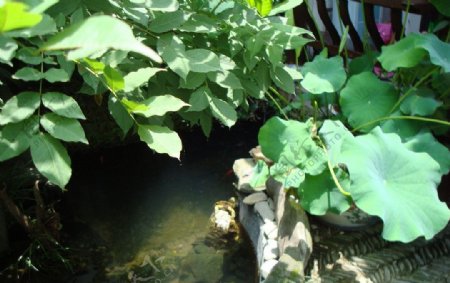 小池塘小乌龟图片