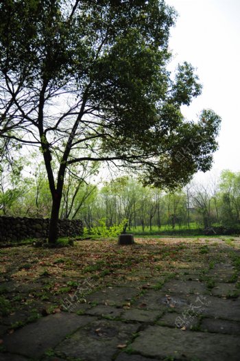 杭州西溪湿地古井图片