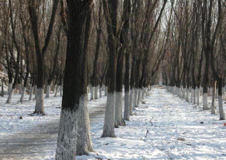 冬季枯树图片