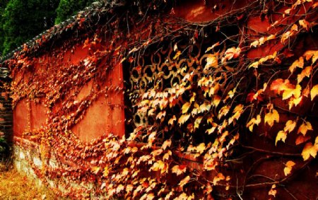 秋殇红叶落叶图片