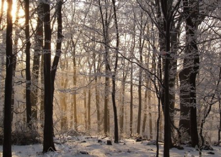 秋色树林雪地阳光图片