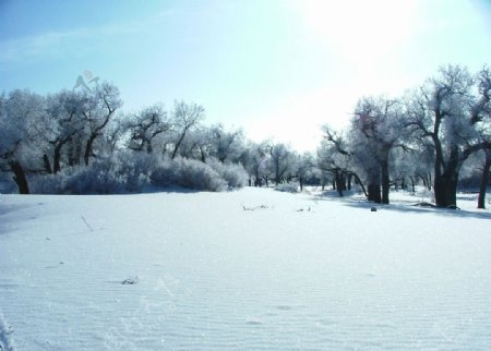 塞北雪景图片