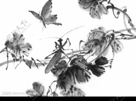花蝴蝶蜻蜓图片