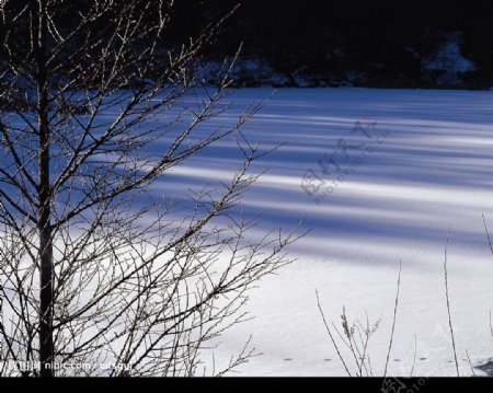 白色冬景结冰的湖面树图片