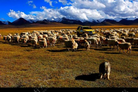 天域之旅羊群与车图片