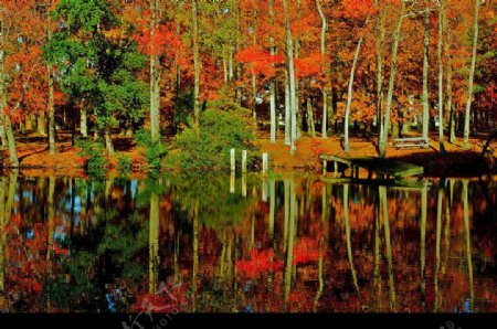 自然景观秋天树林湖泊图片