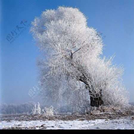 冬景迷人雪树图片