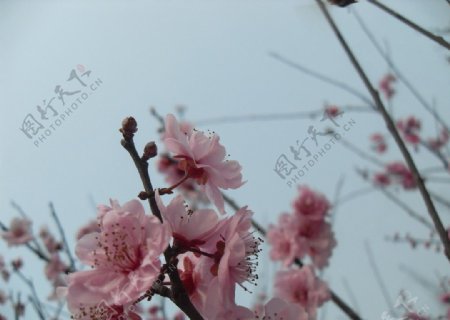 双流棠湖公园海棠花花卉海棠花朵图片