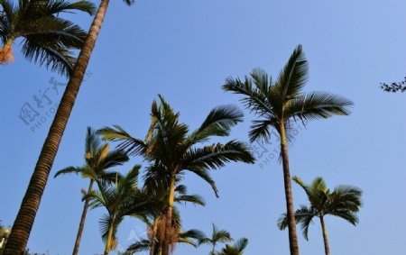 广州沙面的一处棕榈树林图片