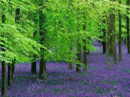 紫花绿林图片