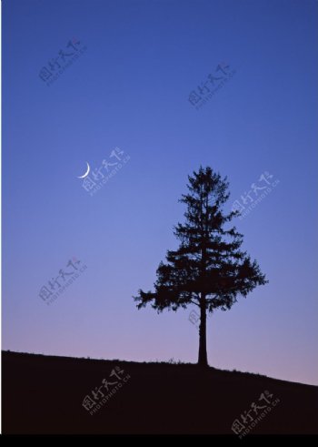 月亮下的孤树图片