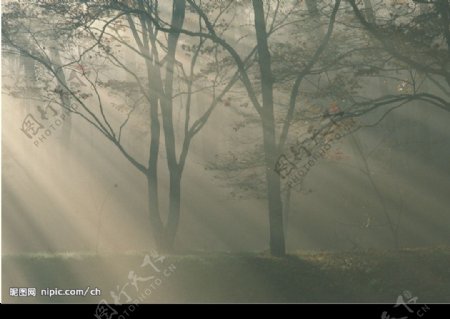 云雾阳光树林图片
