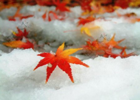 冬雪落叶美景图片